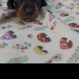 Bruce - Black and tan male Dachshund puppy in Palmetto Bay, Florida from Rightous Way Kennel