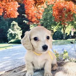 Dachshund Puppies from Northwest Dachshunds