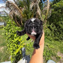 Star - Black tri-color female Bulldog puppy in Hobe Sound, Florida from Amanda’s Bullies