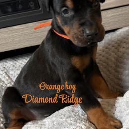 Orange collared boy - Black and rust male Doberman Pinscher puppy in Winamac, Indiana from DIAMOND RIDGE DOBERMANS