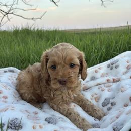 DUKE - Brown male Cockapoo puppy in Bristow, Oklahoma from 10-Acre Woods Cockapoos