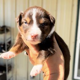 Australian Cattle Dog, Australian Shepherd, Companion Cross, and Miniature Australian Shepherd Puppies from MK Aussies