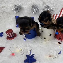 Yorkshire Terrier Puppies from Teenie Sweeties Yorkies