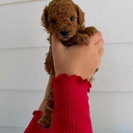 Wendy - Apricot female Assorted Doodle Crosses puppy in Marysville, California from Dailey Doodles and Dachshunds