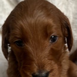 Goldendoodle Puppies from Betsy-Doodles
