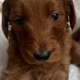 Goldendoodle Puppies from Betsy-Doodles