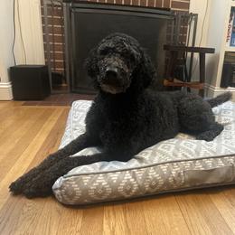 Pebbles - Poodle