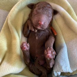 1. ORANGE COLLAR BOY - Chocolate male Goldendoodle puppy in Charlo, Montana from Heavenly Hilltop Farm