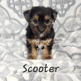 Scooter - Black and tan male Yorkshire Terrier puppy in Adair, Oklahoma from Phillippe's Puppy Paws