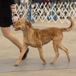 Dunwerkin Undaunted - called Dani - Sedge female Chesapeake Bay Retriever puppy in Pendleton County, Kentucky from Blue Sky Chesapeakes