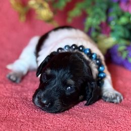 Beast - Piebald male Dachshund puppy in Lincoln, Arkansas from Red Dirt Dachshunds