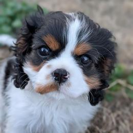 Cavalier King Charles Spaniel Puppies from Farmhouse Cavaliers NC