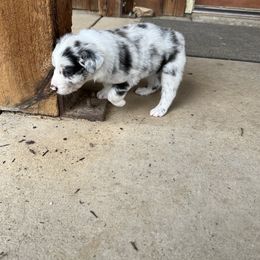 Australian Shepherd Puppies from DB Legends