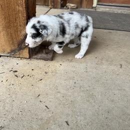 Australian Shepherd Puppies from DB Legends