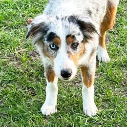 Millie - Miniature Australian Shepherd