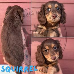Squirrel - Chocolate and tan male Dachshund puppy in Fond Du Lac, Wisconsin from Clucking Homestead Springers & Dachshunds