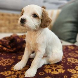 Girl 1 - female Cavapoo puppy in Highland, Utah from Angel Pups Deluxe