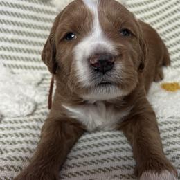 Finn - Red  male Goldendoodle puppy in Placerville, California from New Dawn Poodles and Doodles