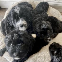 Bernedoodle Puppies from Pleasant Creek Minibernedoodles