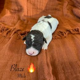 Blaze - Brown male Lagotto Romagnolo puppy in Minster, Ohio from 1880 Lagotto