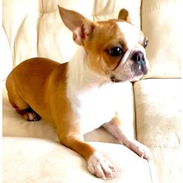 Harlow - Boston Terrier