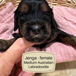 Jenga - Black and chalk female Australian Labradoodle puppy in Harrisonville, Missouri from Blessed Day Doodles