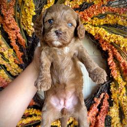 Eloise - Red female Cavapoo puppy in Danielsville, Georgia from Meg's Doodles and Poodles