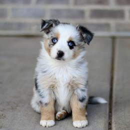 Australian Shepherd, Miniature American Shepherd, Miniature Australian Shepherd, and Toy Australian Shepherd Puppies from Painted Blue Aussies