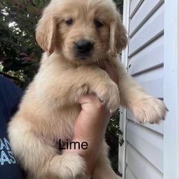 Lime collar - Golden female Golden Retriever puppy in Jesup, Georgia from Painted Platinum Retrievers (Painted Platinum Kennel) PPK