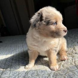 Sally - Blue merle female Australian Shepherd puppy in Grants Pass, Oregon from Carmel Mountain Aussies