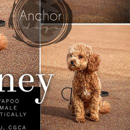 Bernedoodles, Cavapoos, Goldendoodles, Poodles, and Yorkipoos from Anchor Dogs