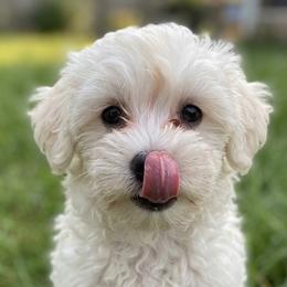 Jasper - White male Maltipoo puppy in Brooksville, Florida from DeVall Maltipoos