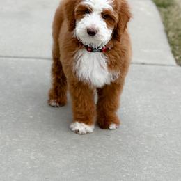 Bernedoodle Puppies from Redrockbernedoodles