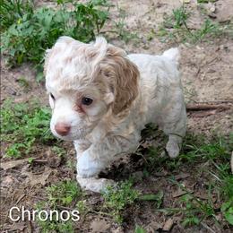 Chronos - Silver male Cockapoo puppy in Sunset, Louisiana from Cano Cockapoos