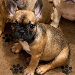 Willow - Black and tan female French Bulldog puppy in Saucier, Mississippi from Mississippi Sound Frenchies