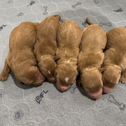 Girl 3 (Reserved) - Red  female Goldendoodle puppy in Ruthorfordton, North Carolina from Duncan Doodles Goldendoodles