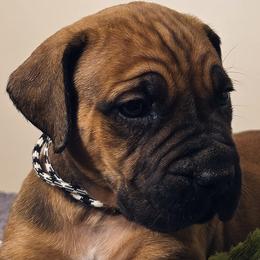 Black White - Reddish brown Boerboel puppy in Naples, New York from Freedom Boerboels LLC