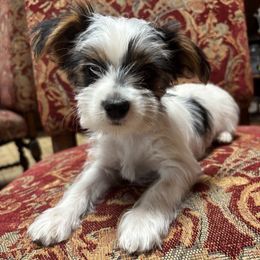 Yorkshire Terrier puppies from Land B Star Classy Puppies