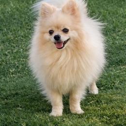 Bella - Pomeranian