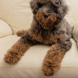 Bernedoodle, Cavapoo, Double Doodle, and Goldendoodle Puppies from Liberty Acres of Ohio