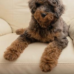 Bernedoodle, Cavapoo, Double Doodle, and Goldendoodle Puppies from Liberty Acres of Ohio