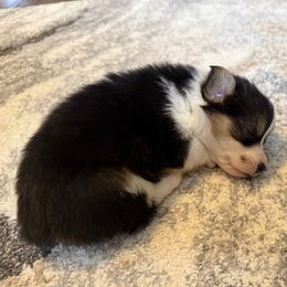 Girl 5 - Black and white female American Corgi puppy in Scottown, Ohio from Wyndy Ridge Corgis