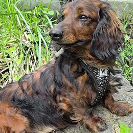 TOBY - Dachshund