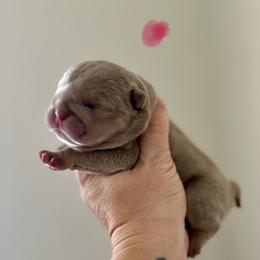 Daisy - Lilac tri-color female Bulldog puppy in Hernando, Mississippi from Blues City Bulldogs