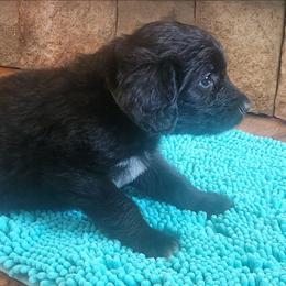 Lime green collar - Brown and white female Saint Berdoodle puppy in Saint Joseph, Missouri from Home Raised St. Berdoodles
