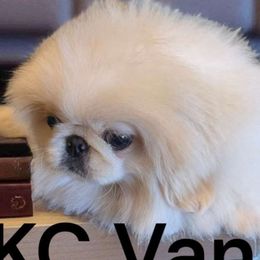 AKC Vanier's Dune - Fawn male Pekingese puppy in Texas from Vanier Pekingese