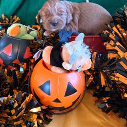 Clancy - Red male Cockapoo puppy in Holton, Indiana from MoonShine Babies / OZ