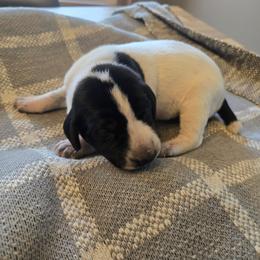 Black Male - Black and white male German Shorthaired Pointer puppy in Linton, Indiana from Red White and Blue Kennel