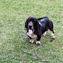 Basset Hound All Grown Up from Southern City Bassets