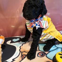 Denver - Silver female Poodle puppy in Mobile, Alabama from Semmy’s Standard Poodle LLC